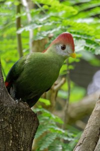 Tauraco erythrolophus - Red-crested Turaco 3.jpg