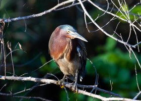Big_Cypress_National_Preserve_-_Green_Heron-6.jpg