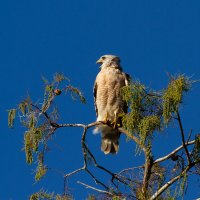Big_Cypress_National_Preserve_-_Red_Shouldered_Hawk-18.jpg