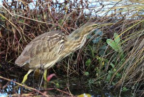  American Bittern 10-28-18.jpg