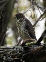  Hawk with Dinner 10-28-18.jpg