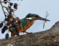 kingfisher_dragonfly_2B4A9481_DxO.jpg