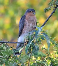 Sparrowhawk, Male.1.jpg