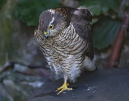Sparrowhawk.female...jpg