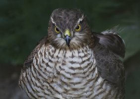 Sparrowhawk.Female....jpg