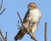 Redtail-alert-1.jpg