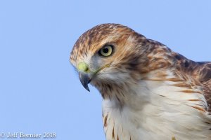 Redtail-alert-2.jpg