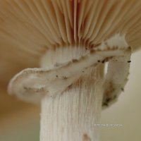 2018-10-21-10-37-53_M50_IMG_6469_right-mushroom.JPG