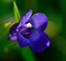 Torenia concolor_DxO-1.jpg