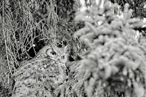 _36A1404_DxO copy.jpg