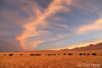 american bison_plains A5717 final.jpg