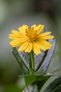 Sphagneticola trilobata – Wedelia.jpg