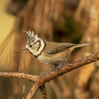 Kuifmees i 20181018.jpg