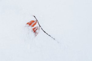 Twig with leaves in snow.jpg