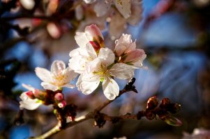 _MG_4951_DxO copy.jpg