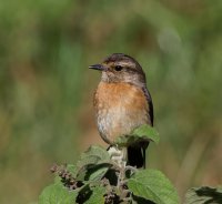 2B4A1665-DxO_whinchat+CR.jpg