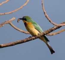2B4A1808-DxO_smallbeeeater+bee_CR.jpg