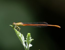 3Q7A8304-DxO_damselfly_CR.jpg
