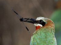 2B4A2158-DxO_beeeater+banded_goundling_dragonfly_crop+CR.jpg