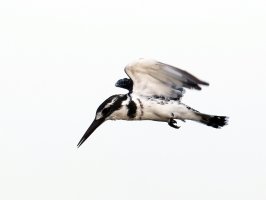 3Q7A1419-DxO_pied_kingfisher_inflight_ACR.jpg