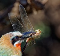 2B4A2453-DxO_whitefronted_dragonfly_crop_vvg.jpg