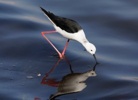 2B4A2483-DxO_blackwinged_stilt_sm all.jpg