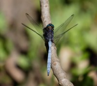 3Q7A8506-DxO_dragonfly.jpg