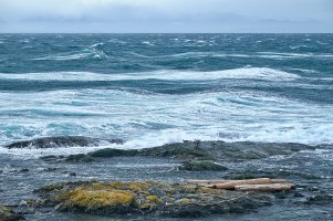 Brants on rocks copy.jpg