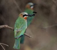 2B4A2141-DxO_beeeater+banded_goundling_dragonfly_CR.jpg
