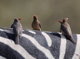 2B4A4407-DxO_redbilled_oxpeckers_zebra_crop.jpg