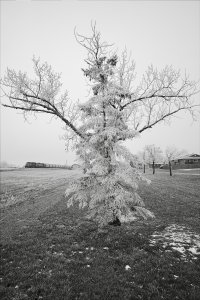 _DSF0246Copyright Douglas Chisholm.jpg