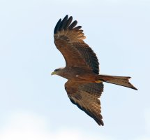 3Q7A0130-DxO_yellow-billed_kite_aut1.jpg