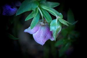 _DSF7303Copyright Douglas Chisholm copy.jpg