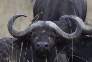 2B4A5369-DxO_yellow_billed_oxpecker_onBuffalo.jpg