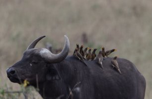 2B4A5375-DxO_yellow_billed_oxpeckers_onBuffalo.jpg
