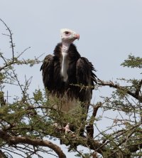 3Q7A0430-DxO_ hooded_Vulture.jpg