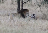 2B4A5559-DxO_lion+zebra+hyena.jpg