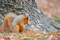 web Eastern Fox Squirrel_11-29-2018-13-20-05-0002.JPG