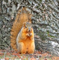 web Eastern Fox Squirrel_11-29-2018-13-21-25.JPG