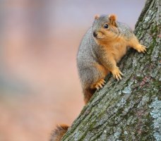 web Eastern Fox Squirrel_11-29-2018-13-24-41.JPG