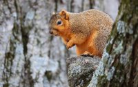 web Eastern Fox Squirrel_11-29-2018-13-35-37.JPG