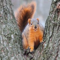 web square Eastern Fox Squirrel_11-29-2018-13-40-32-0002.JPG
