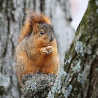 web square Eastern Fox Squirrel_11-29-2018-14-06-27.JPG