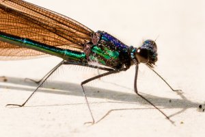 dragonfly closeup 2.jpg