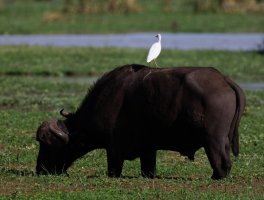 2B4A4236-DxO_egret_on_buffalo.jpg
