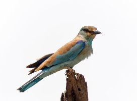 2B4A6549-DxO_eurasian_roller_1.jpg