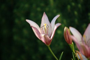 35-350mm L Sample Images lily.jpg