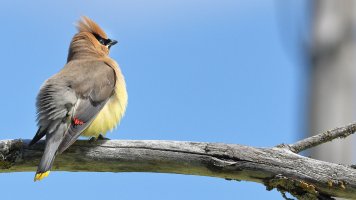 Cedar waxwing_7568.JPG