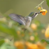 Ruby-throated Hummingbird_8371(2).JPG