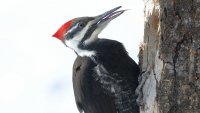 Pileated female_tongue_38049.JPG